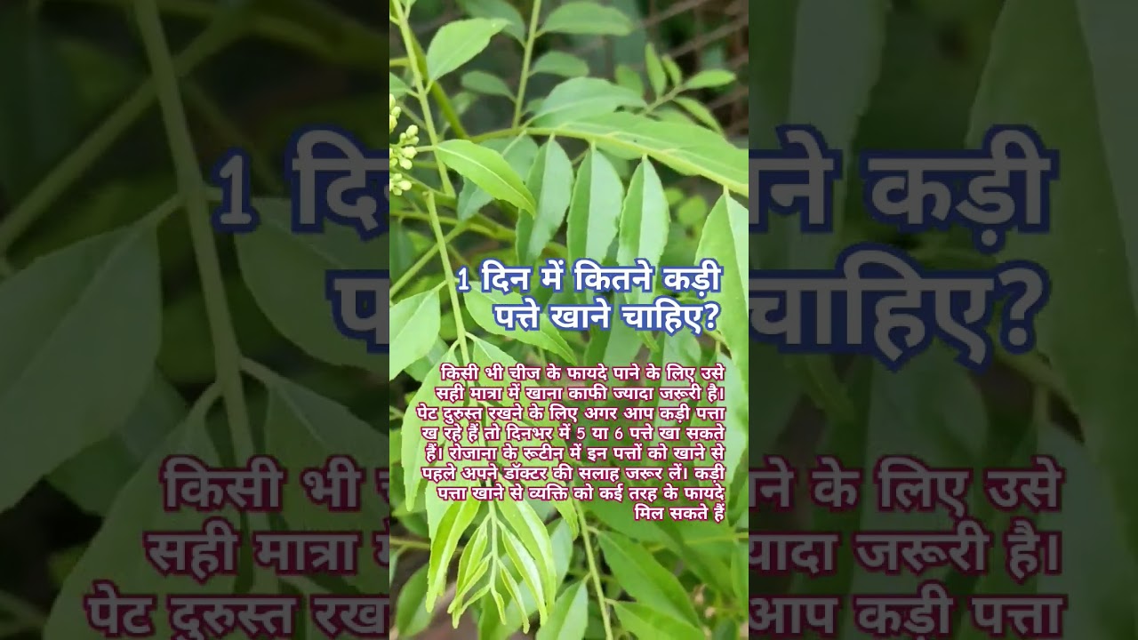 1 एक दिन में कितने कड़ी पत्ते खाएं? जानिए सही मात्रा! 🌿