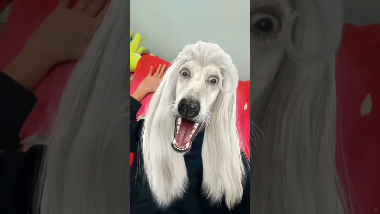 Muka Anjing Mirip Hantu 😄