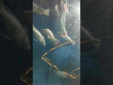 1.4 M view #paramountplus #paramedical #paramparik #paramount #parampara #paramashivaratri2025#viral