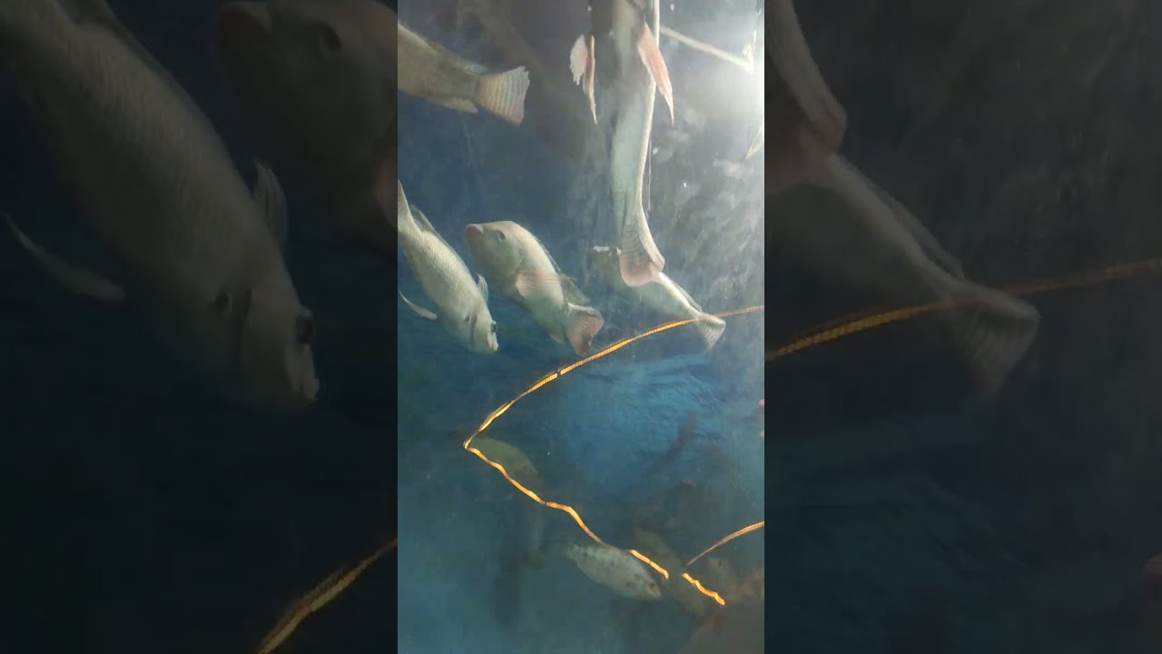 1.4M Views! Subscribe for More đ„