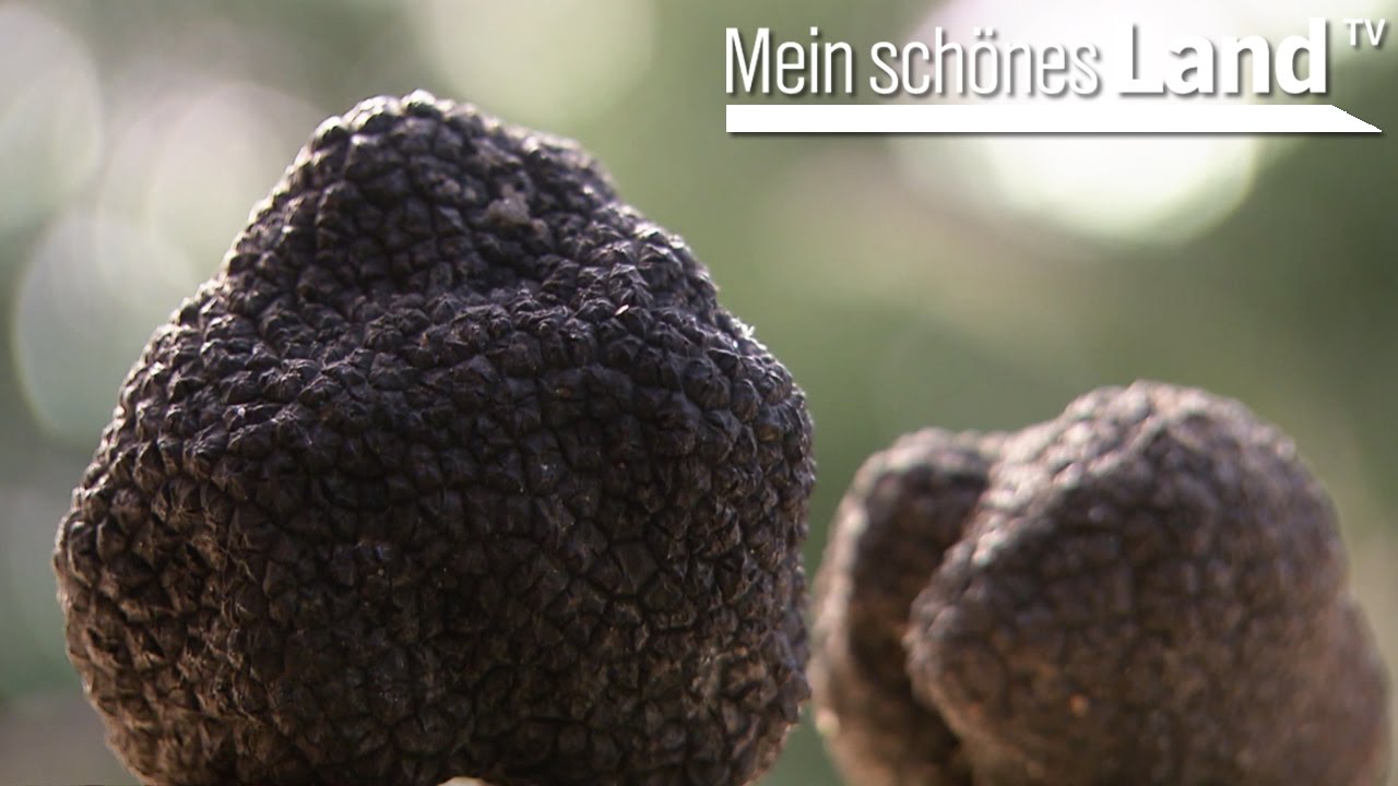 Trueffel - Schatzsuche im Teutoburger Wald