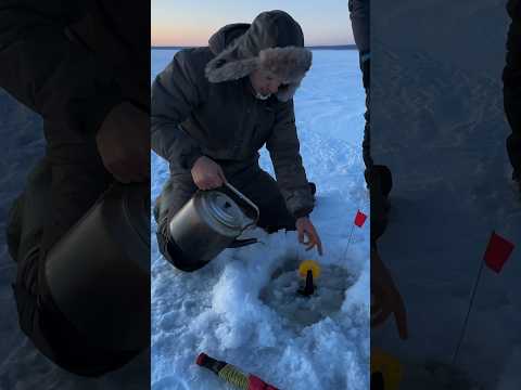 Вечерняя щука на жерлицу #забайкальскийкрай #рыбалка #жерлицы #щука