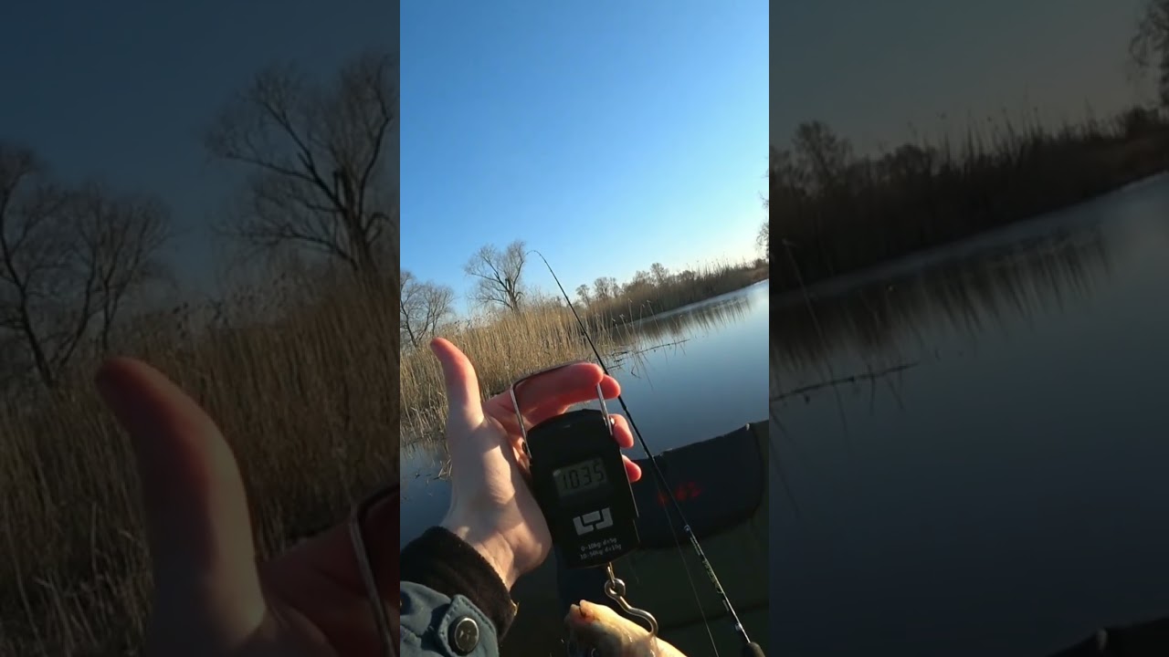 Килограммовые караси на Пикер 2023 🎣