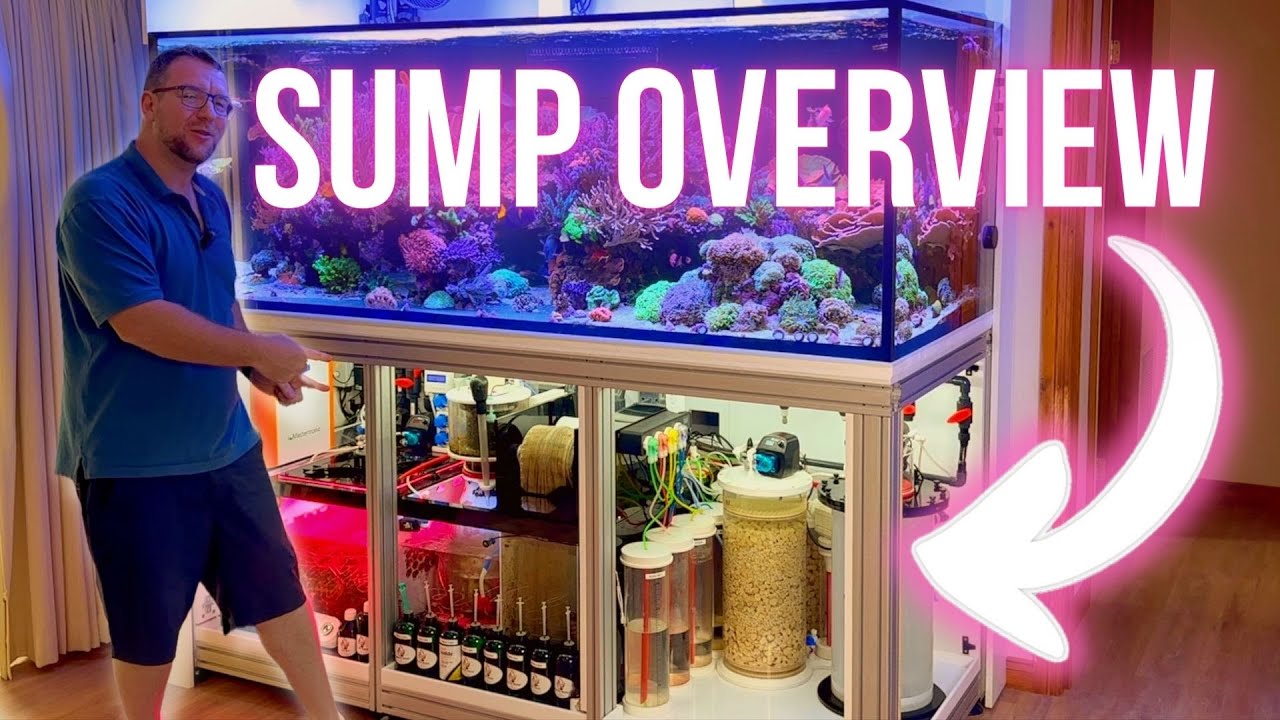 Complete Tour of the Dream Reef Sump & Filtration System 🐠