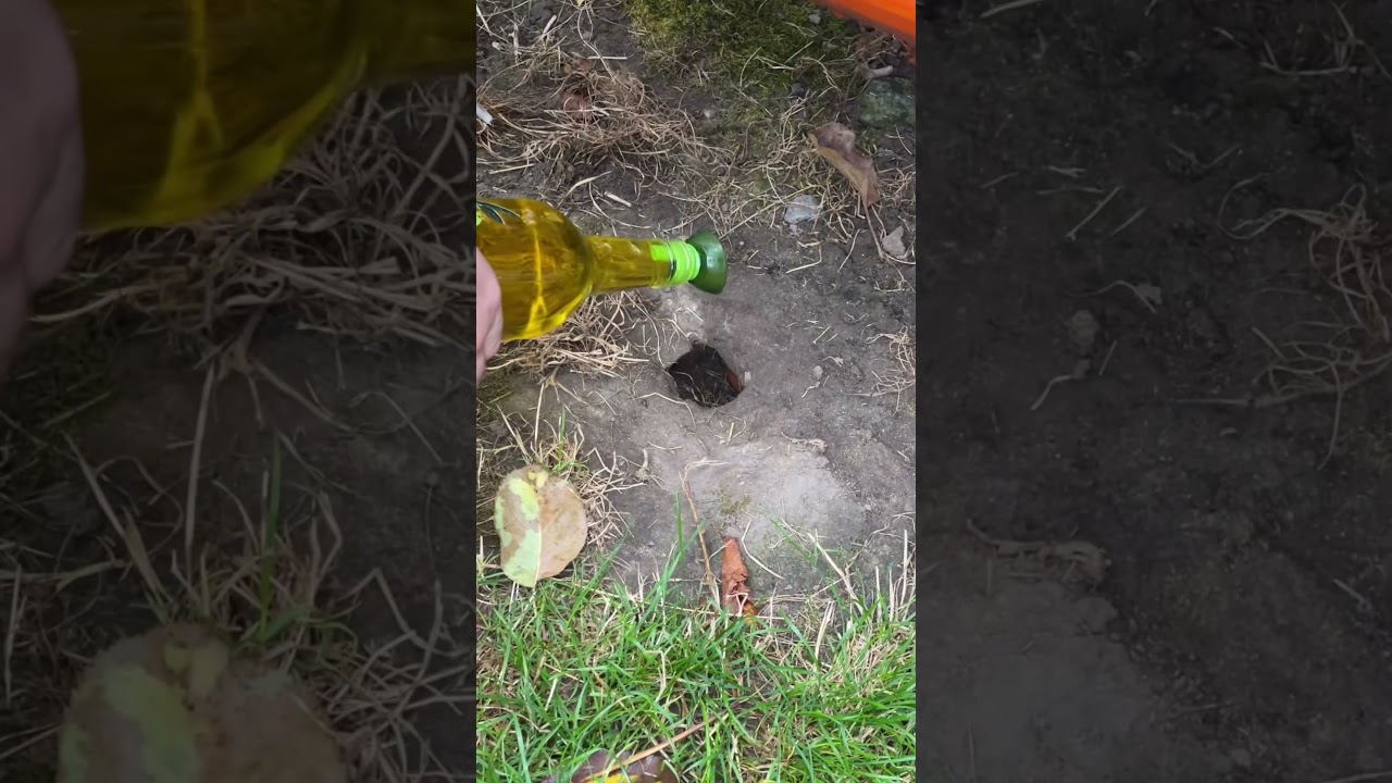 Как поймать паука-тарантула дома 🕷️