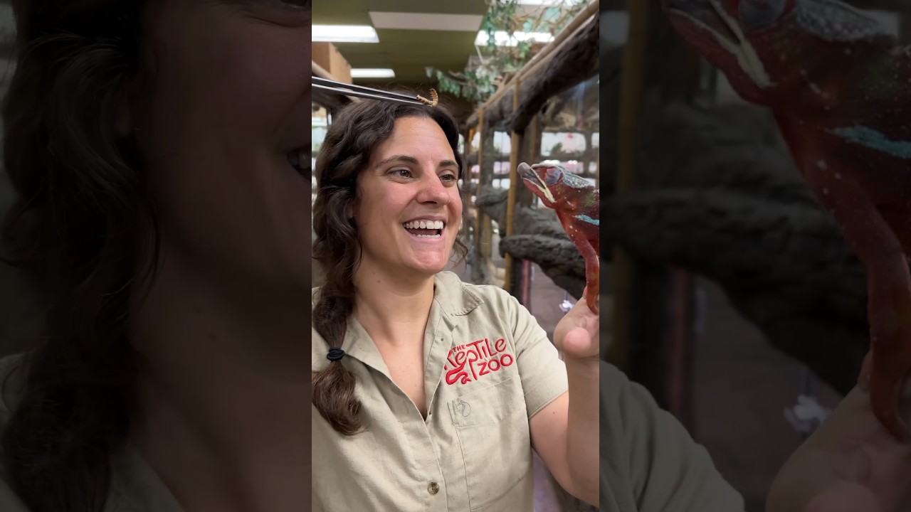 Chameleons' Amazing Long Tongues 🤩