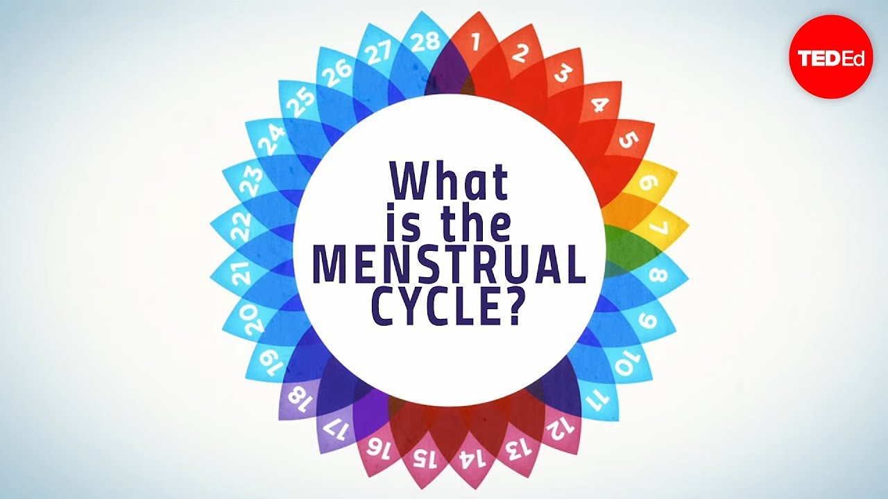 Understanding Menstruation 🌸