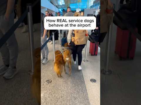How a real service dog behaves at the airport 🦮#servicedog