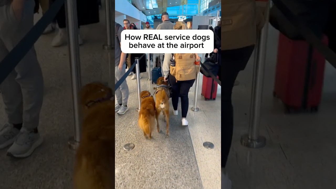 Behavior of a Service Dog at the Airport 🦮 #servicedog