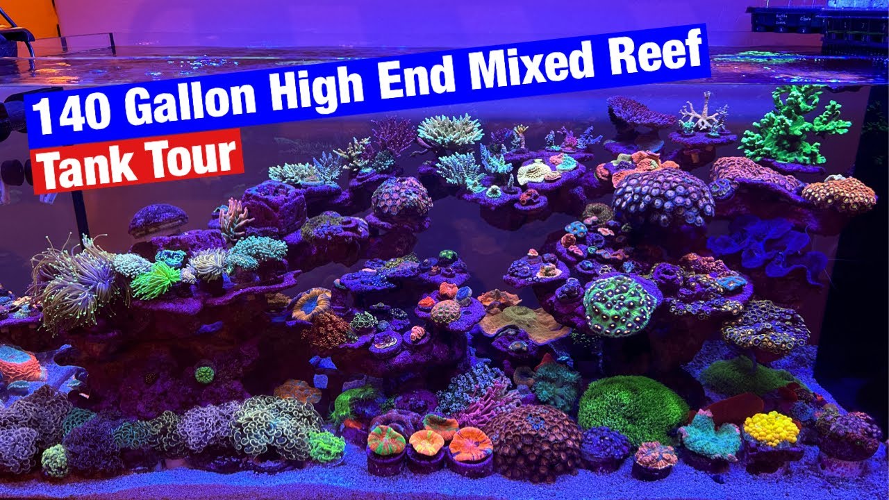 Stunning Coral Reef Tank Tour in Arizona π | Softies, LPS & SPS in 4K