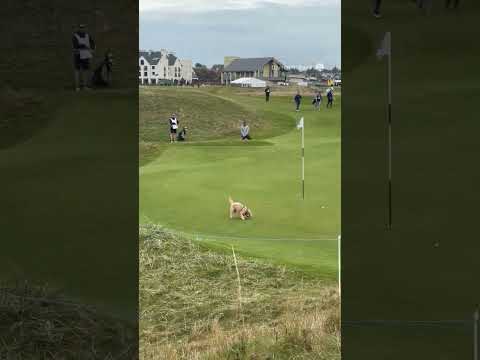 Gareth Bale's golf ball stolen by a DOG 🤣🐕