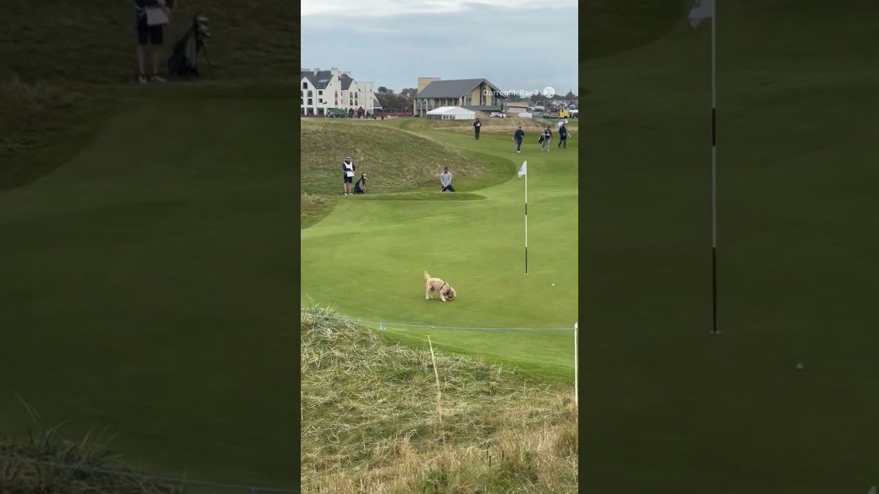 Gareth Bale's Golf Ball Snatched by a Dog! 🐶😂