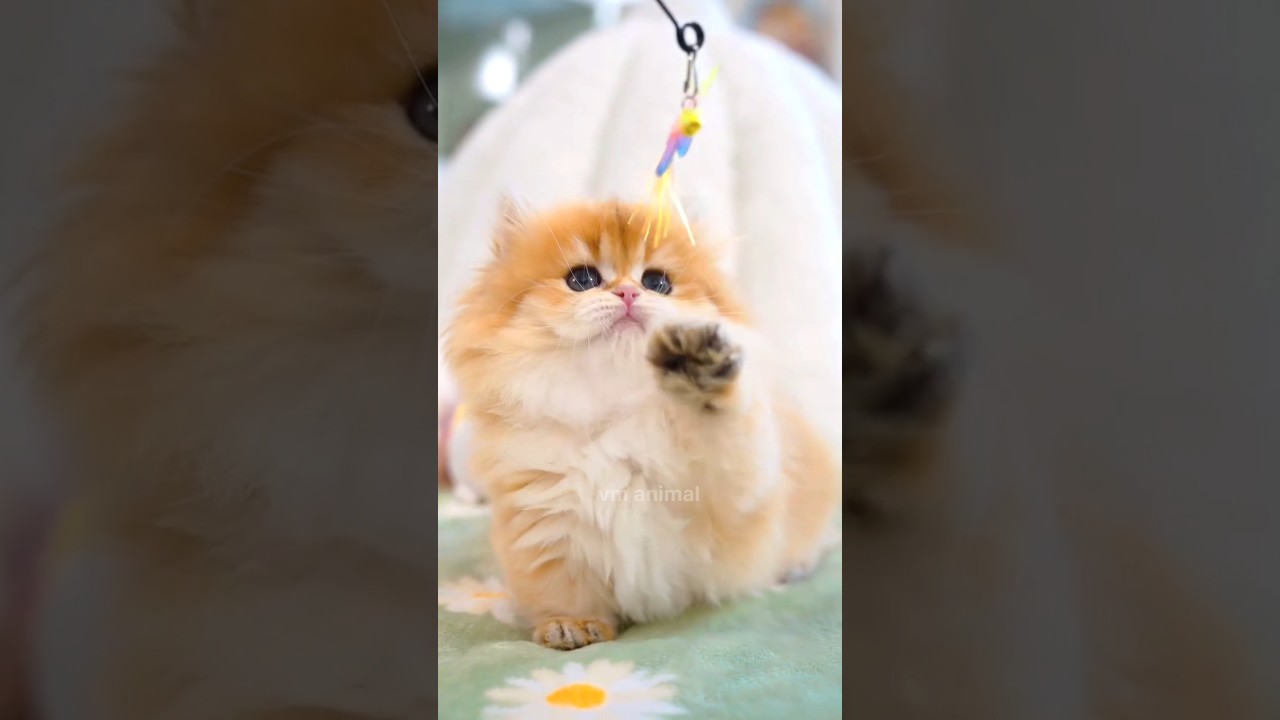 Adorable and Funny Kitten Moments πΎ