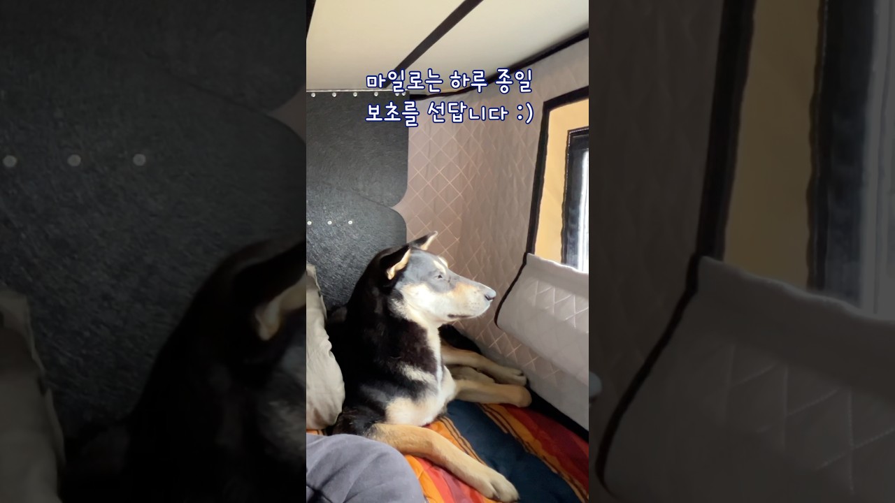 3초 만에 잠드는 귀여운 진돗개 🐶