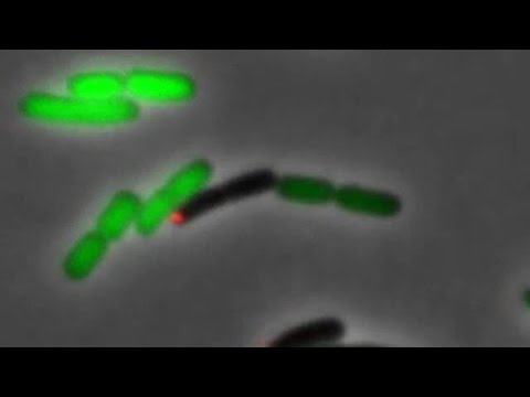 Asymmetric cell division