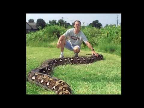 ANG MASALIMUOT NA KWENTO NG PAMILYANG NAG ALAGA NG AHAS