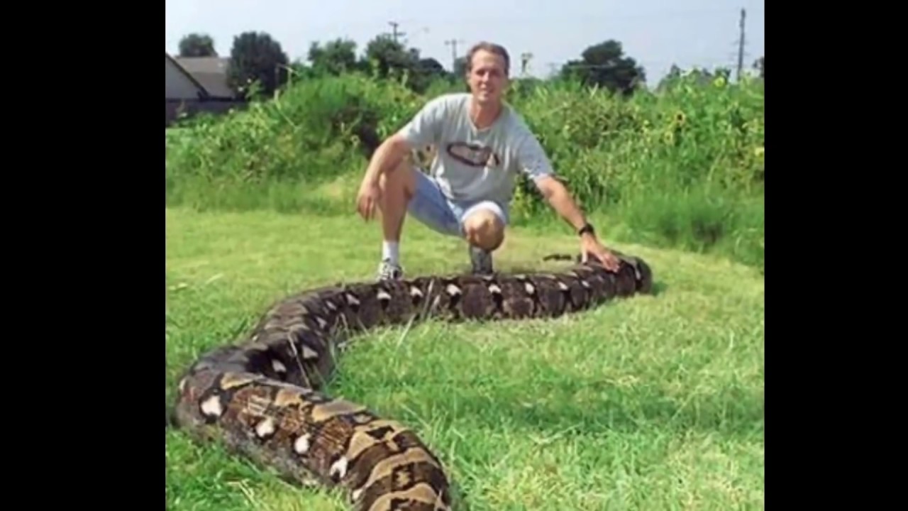 Kwento ng Pamilyang Nag-Alaga ng Ahas 🐍