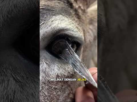 #shorts #short #rusa #feed #feedshorts #mata #hewan #binatang #pajangan #proses #prosedur #video