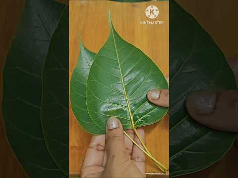 पीपल,कड़ी पत्ता,नीम,अमरूद के पते चबाने के फायदे#shorts #recipe #ayurved #viral