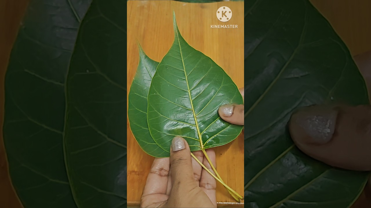 पीपल, कड़ी पत्ता, नीम, अमरूद के पत्ते चबाने के अद्भुत फायदे 🌿