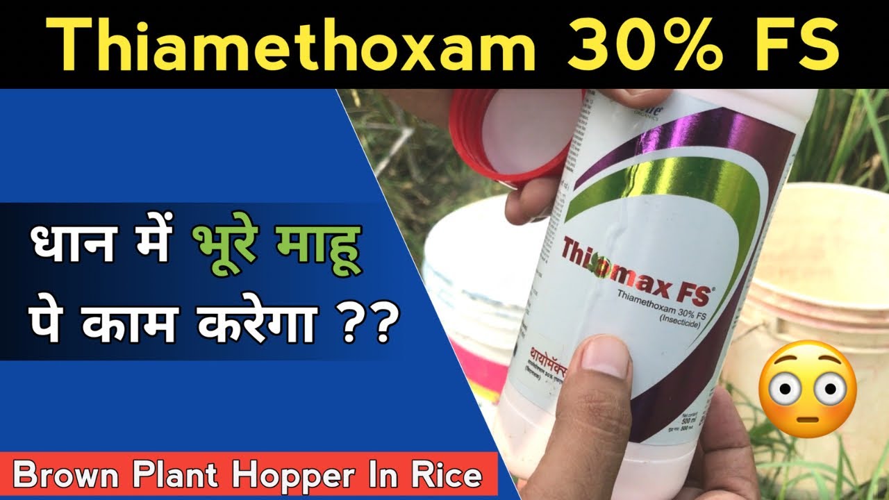 धान में Thiamethoxam 30% FS से BPH नियंत्रण 🪲