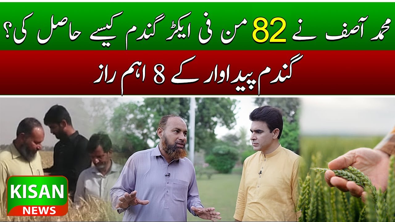 Top Wheat Farmer: Insights & Technologies 🌾