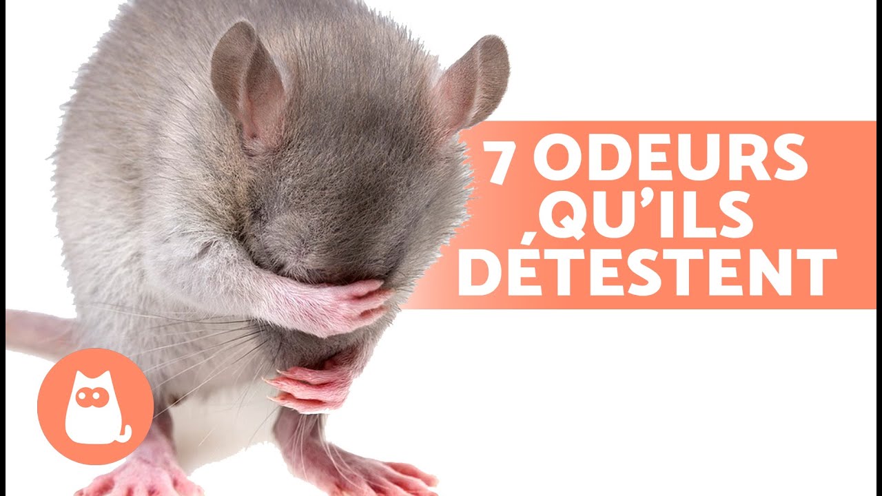 7 Odeurs que Rats et Souris Détestent❌
