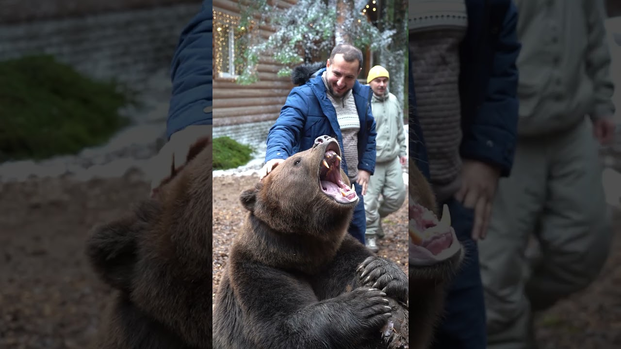 Медведь Том: Фото и идеи съемок 🐻