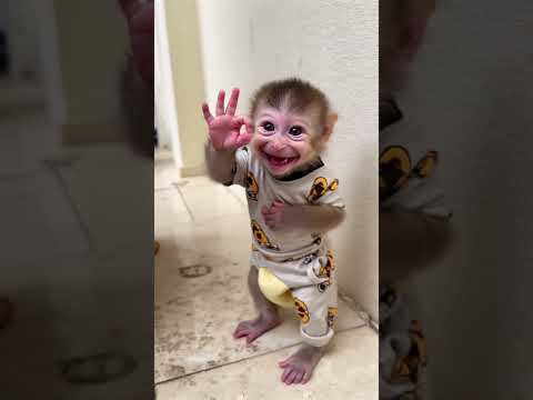 Baby monkey so cute cute cute โค๏ธโค๏ธโค๏ธ