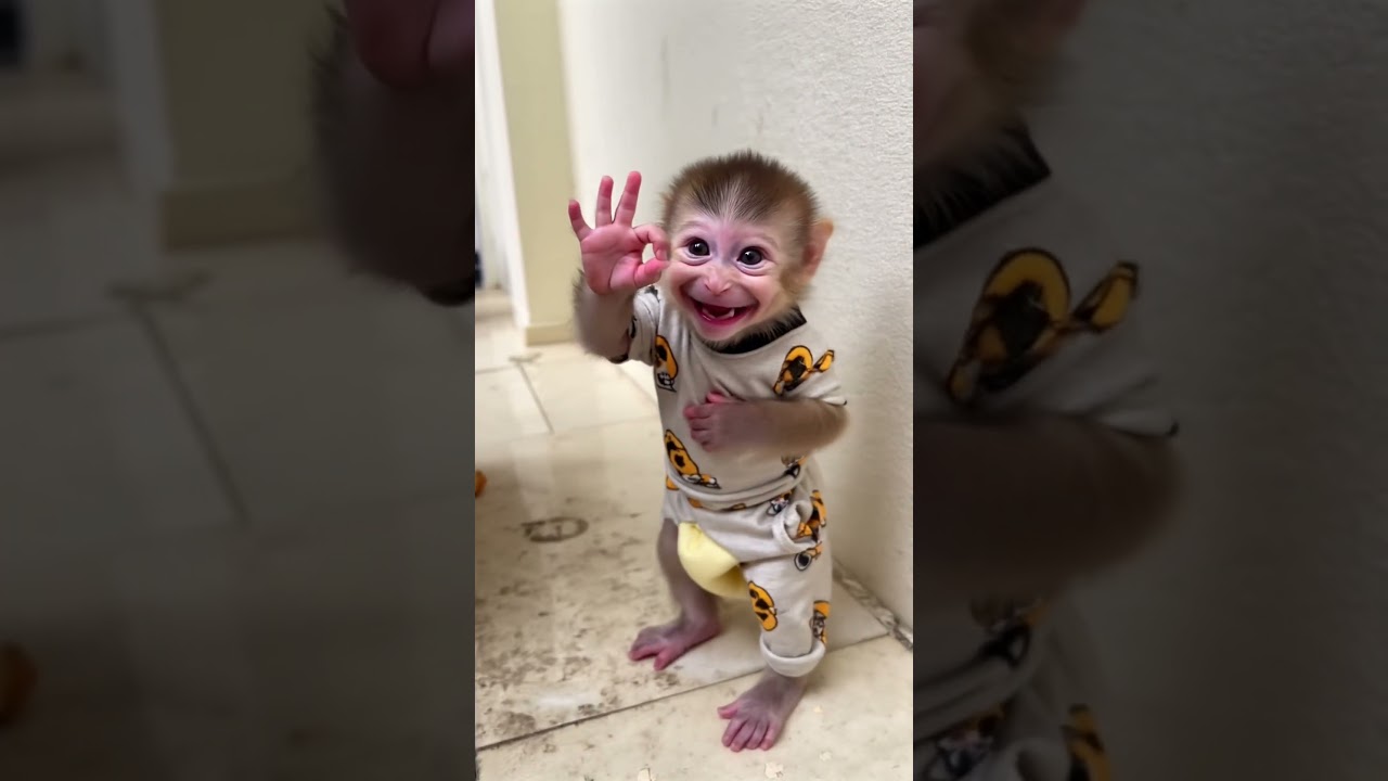 Adorable Baby Monkey Cuteness Overload! 🐒✨