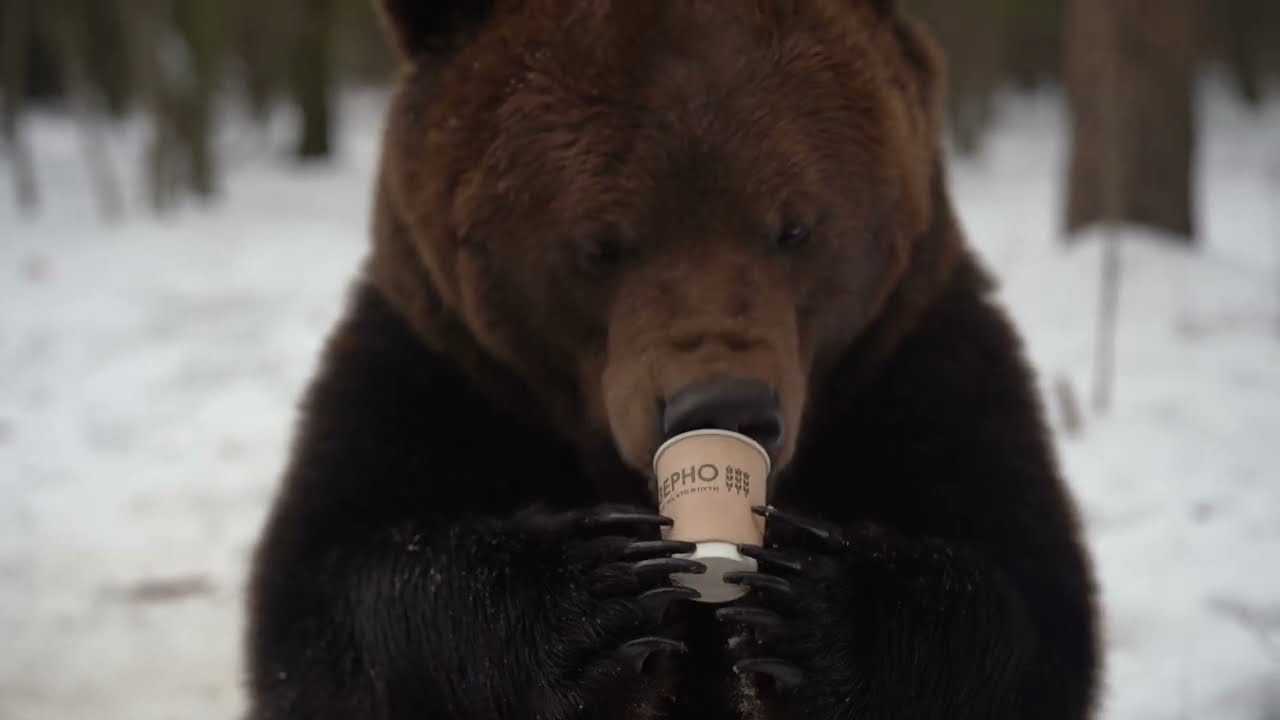 Медведь и чай: аккуратное обращение с стаканом 🐻