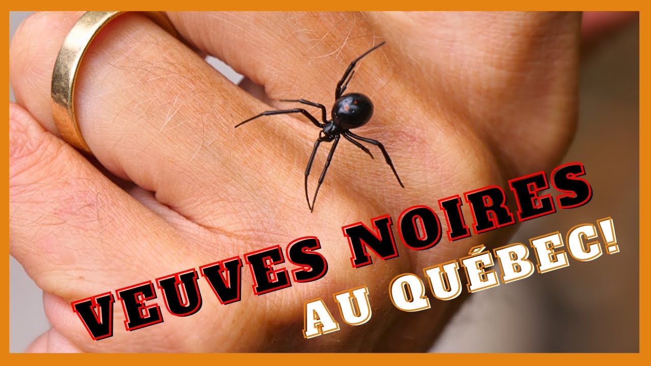 Veuve Noire du Nord au Québec 🕷️