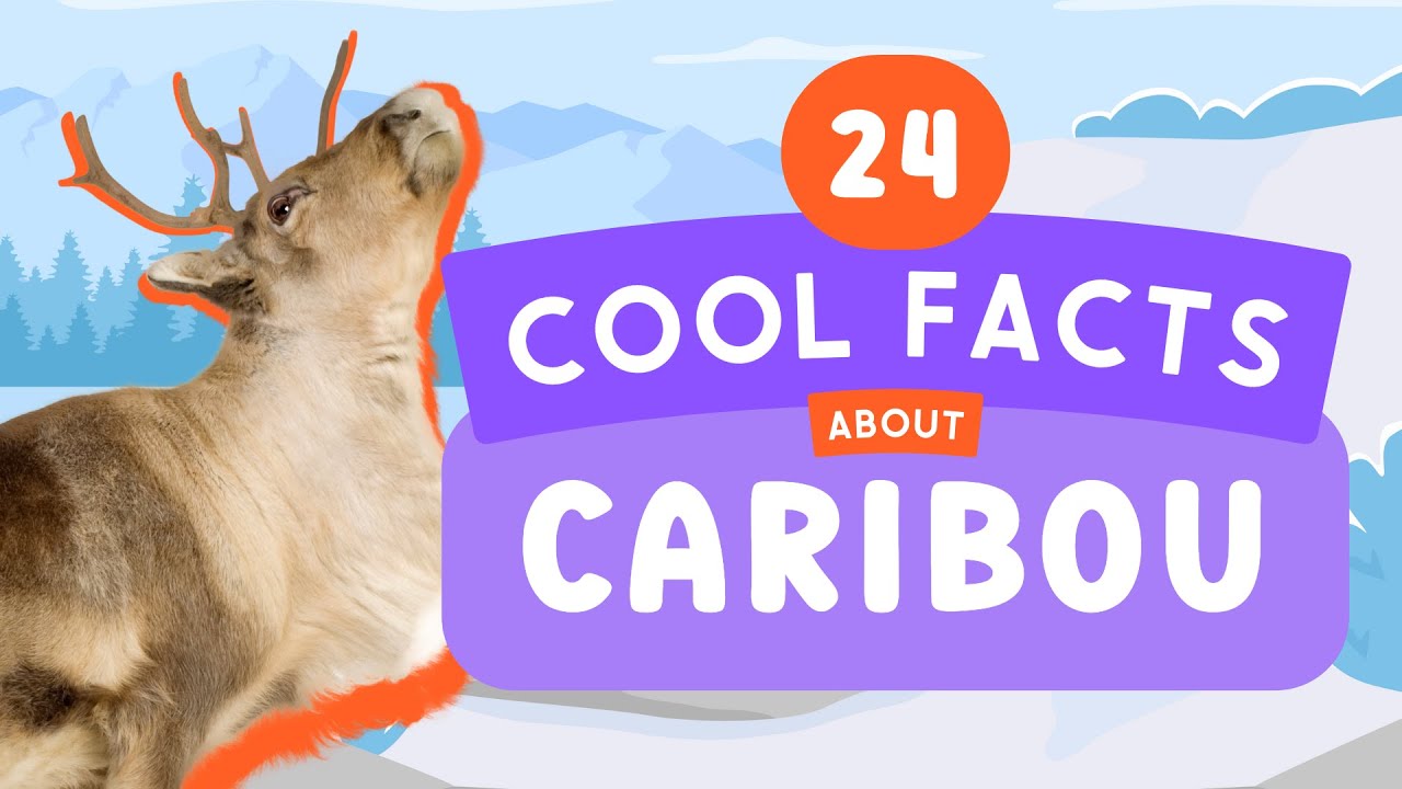 24 Fascinating Caribou Facts 🦌