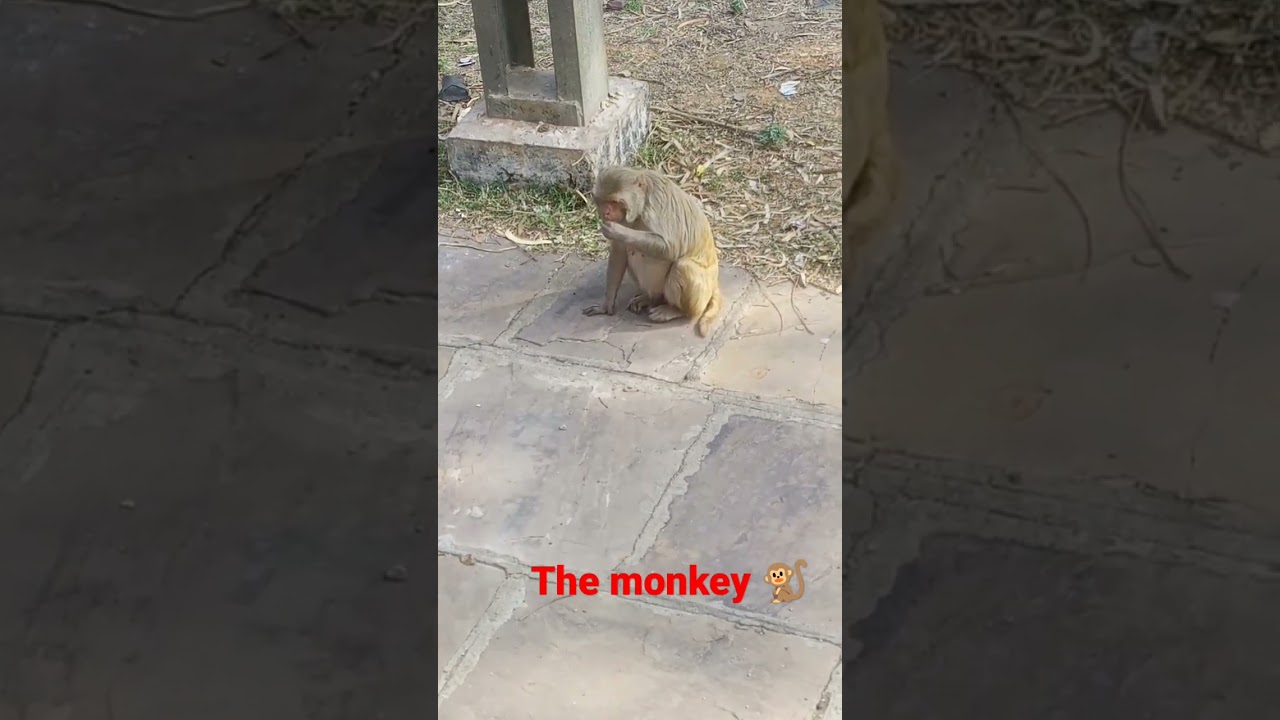Funny Monkey Moments π | VIRL Shorts