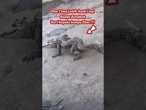 Buaya Bengkok dari Kepala sampai Ekor π