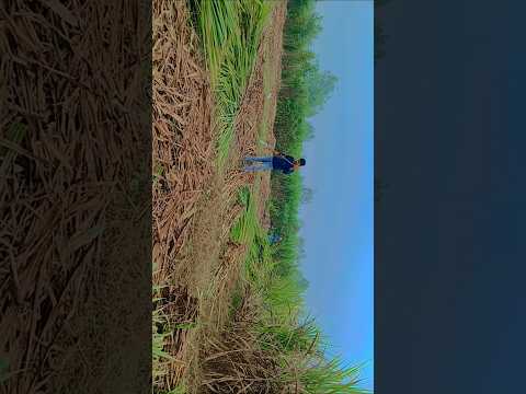 Ishq mein ek pal#trending #song #love #bollywood #trenddi #bolleywoodsong #enjoy #answer #trendings