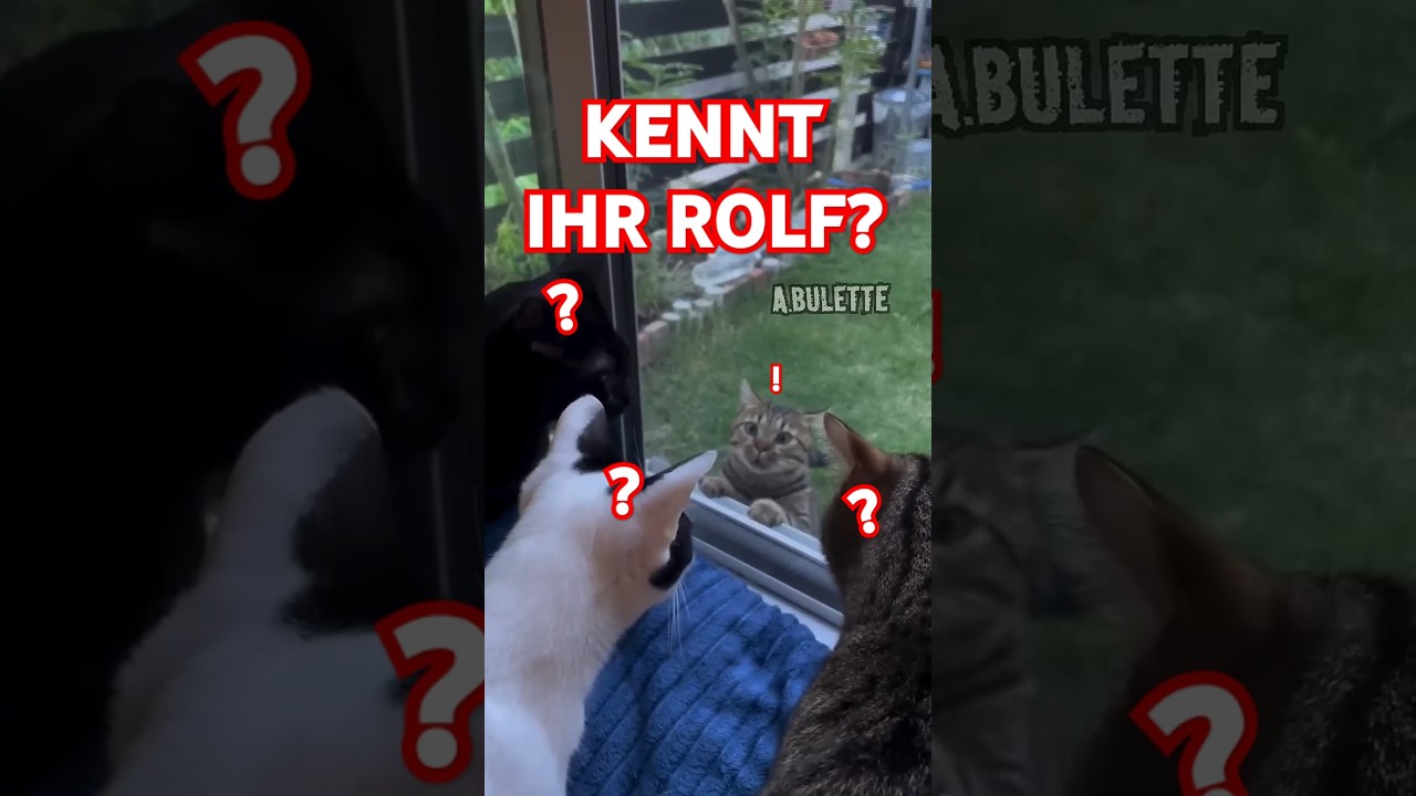 KENNT IHR ROLF?😹 #shorts von #arschbulette #witzig #katzen #lustigevideos #lustig #cats #rolf