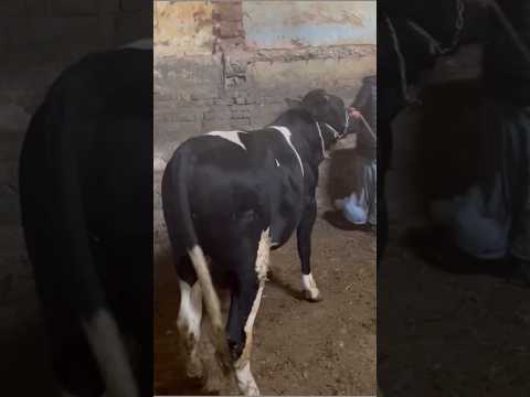 🔥⚠️ #رمضان_يجمعنا #funny #هروب_عجل #رمضان #رمضان_2024 #رمضان_كريم #رمضان_مبارك #سبحان_الله #مصر #caw