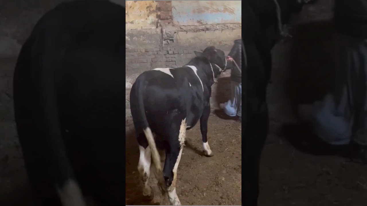 مزرعة حميد محيمر في أدكو: جو مميز وذكريات رمضان 🌙