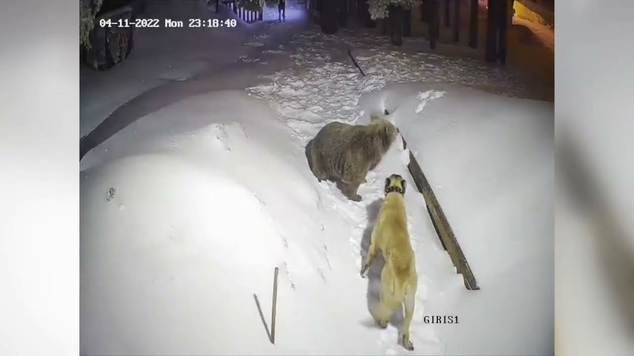 Rencontre inattendue : ours et Kangal en Turquie 🐻