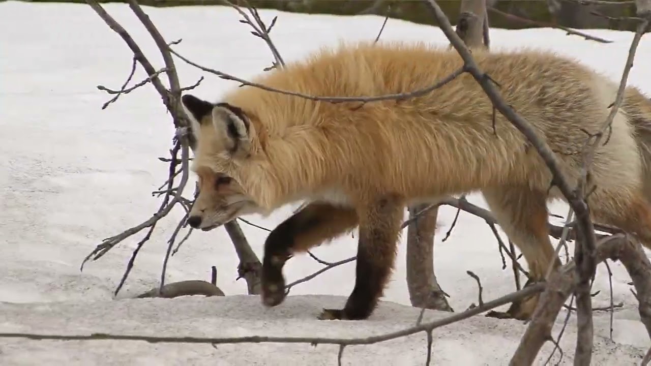 La danse des renards au crépuscule 🌅