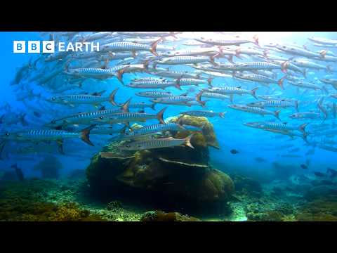 Incredible Wildlife Scenes Narrated by David Attenborough | BBC Earth