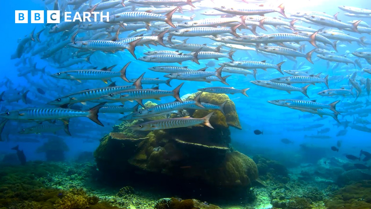 Remarkable Wildlife Moments Narrated by David Attenborough | BBC Earth