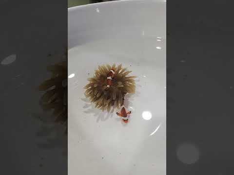 getting your clownfish to host an anemone in less than 30 minutes.