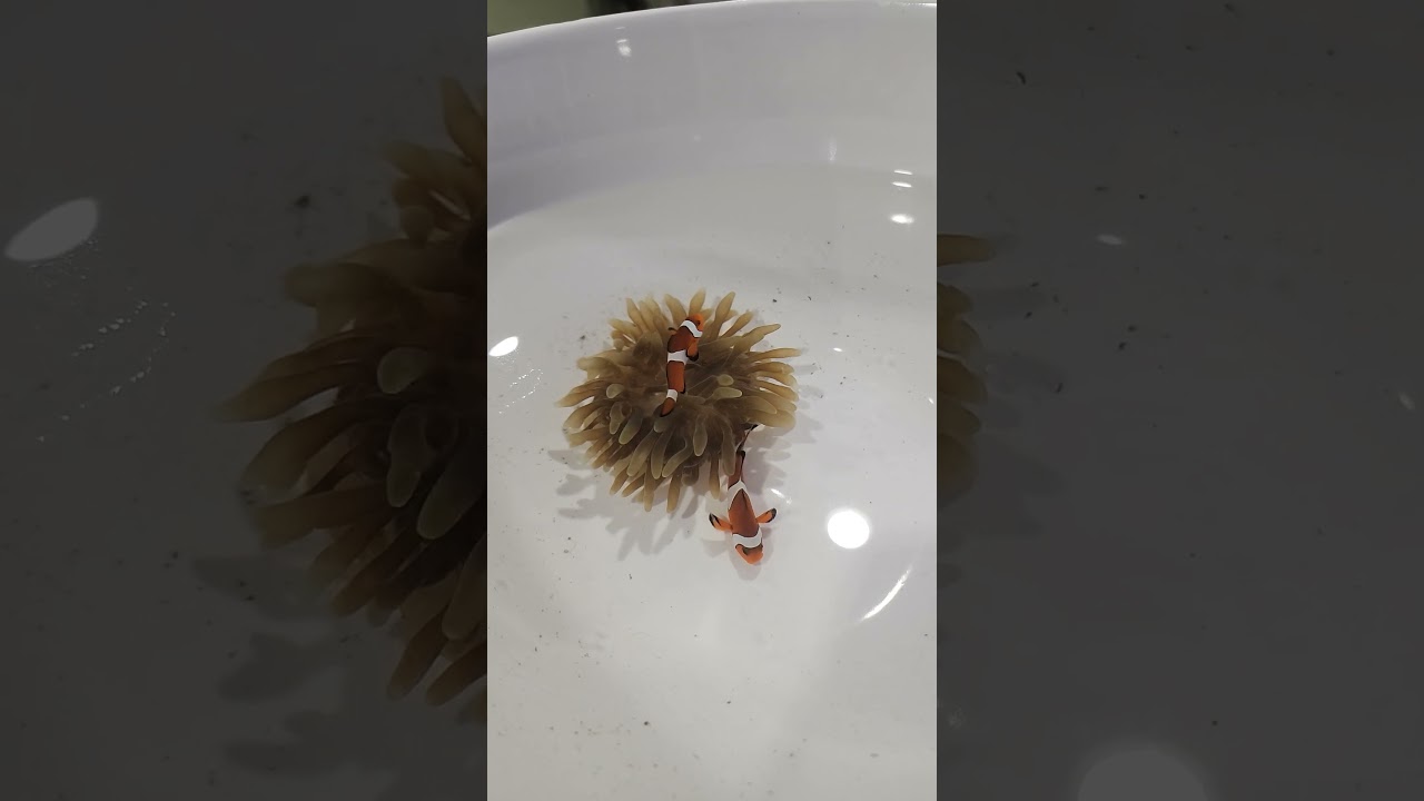 Quick & Easy Guide: Get Your Clownfish to Host an Anemone in Under 30 Minutes π