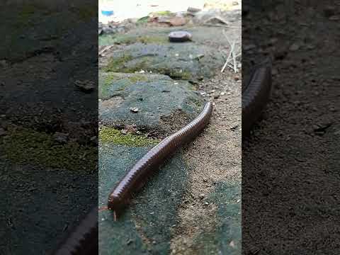 luwing mencari tempat untuk sembunyi #luwing #kakiseribu #millipede #mencari #tempat #sembunyi