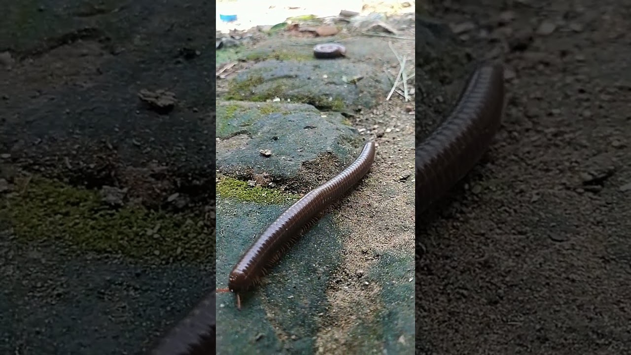 Cari Tempat Sembunyi Luwing 🕵️‍♂️