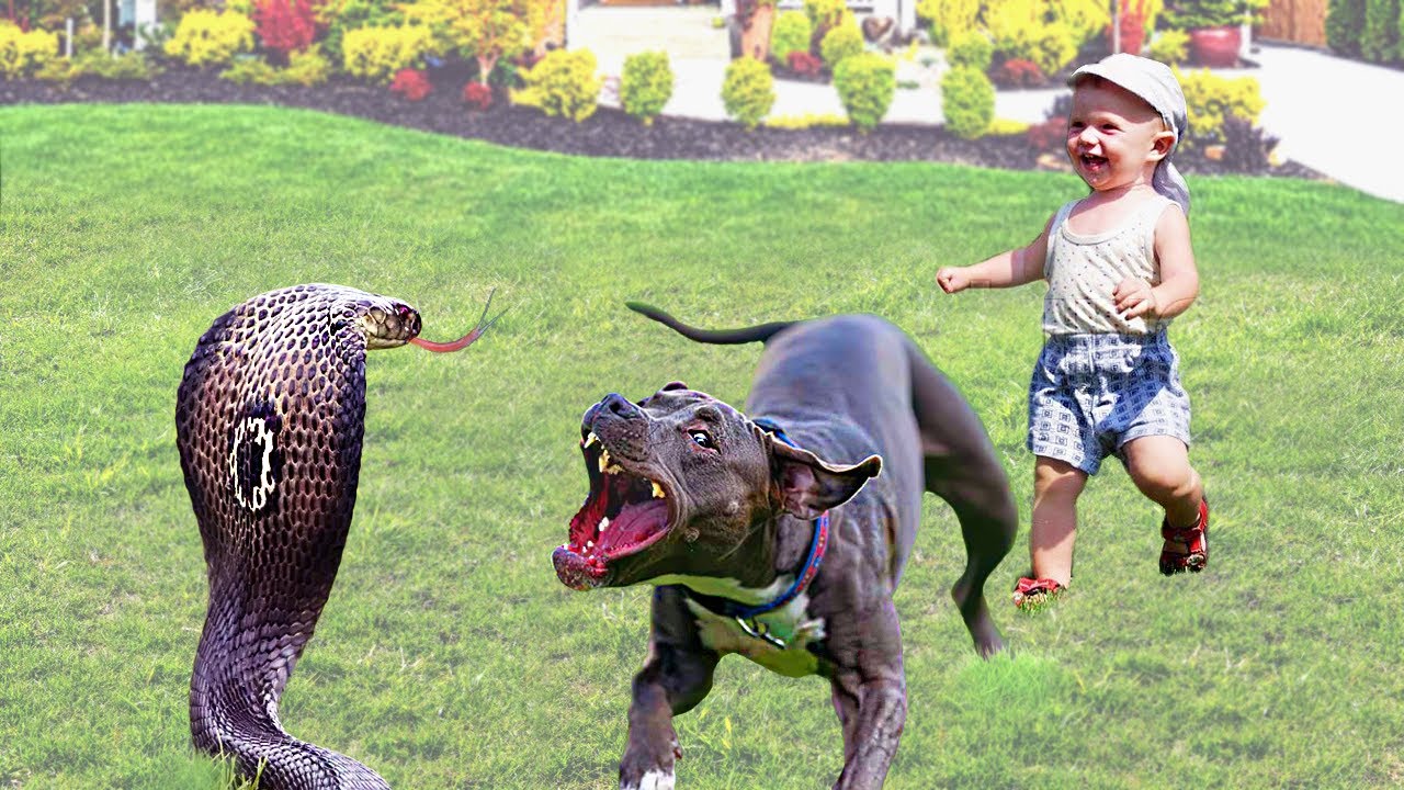 30 Amazing Hero Animals That Risked Their Lives to Save Humans 🦸♂️