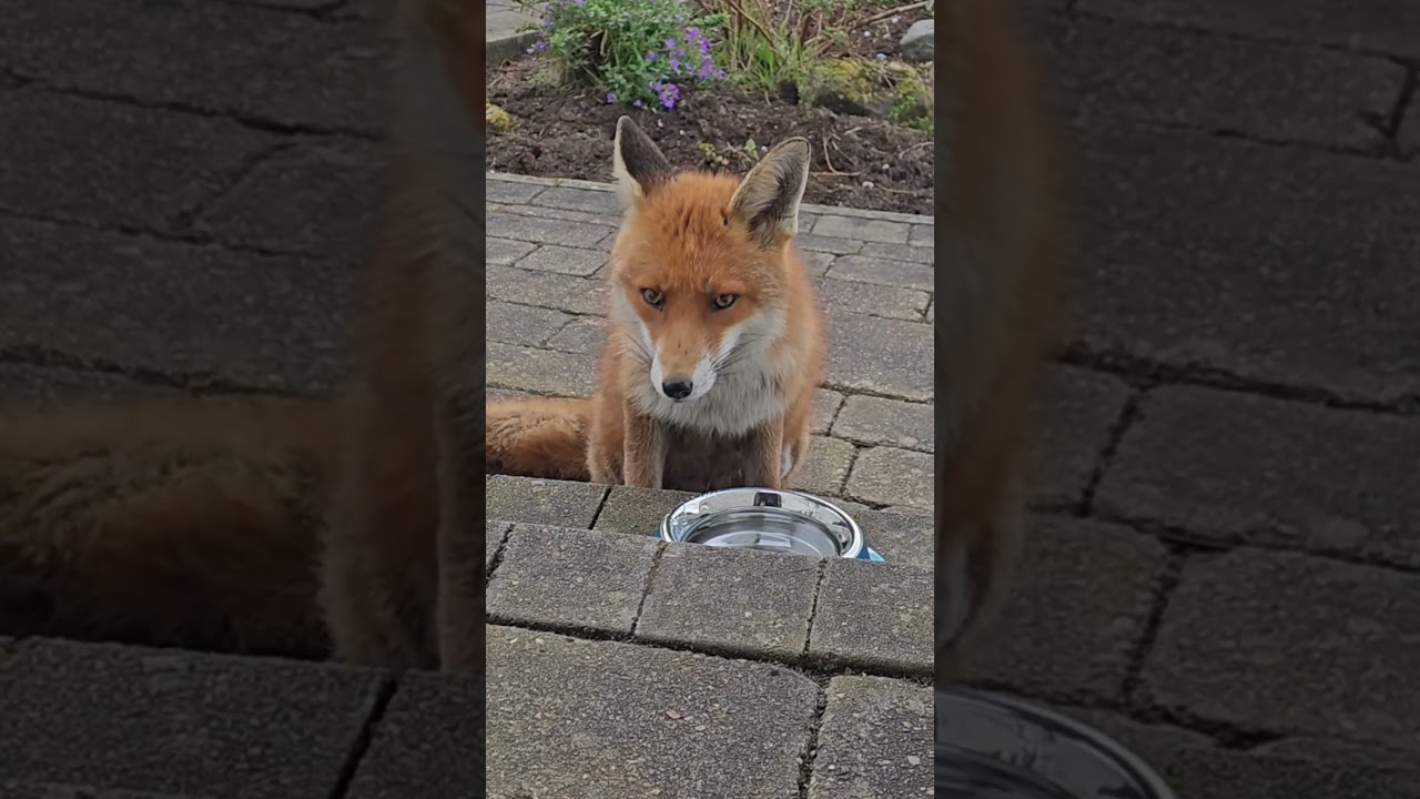 Have You Heard a Fox Sneeze? 🦊