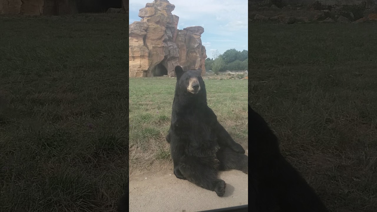 Ours noir attaque une voiture près de Nantes 🐻